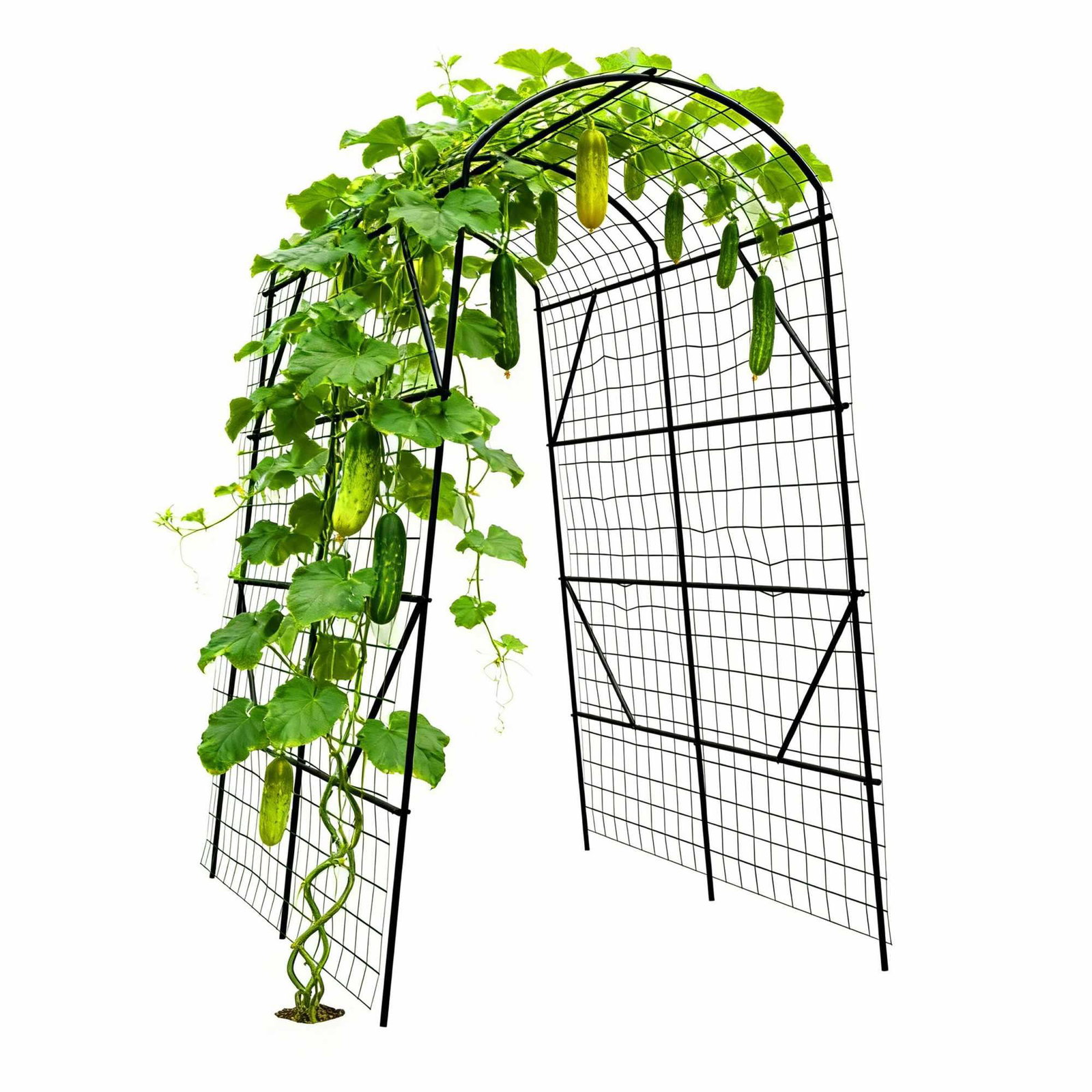 Agurk espalierbue – jernramme, 230x140x198 cm